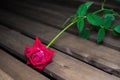 Vivid red rose with drops of dew on the petals Royalty Free Stock Photo