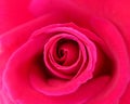 Red rose flower top view close up, natural background Royalty Free Stock Photo