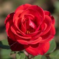 Out of focus, serve as a background, highlighting the rose s Royalty Free Stock Photo