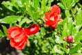 Vivid red spring pomegranate blossom Royalty Free Stock Photo