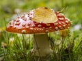 Red Fly Agaric Mushroom in Grass with Autumn Leaf and Wet Cap Details Royalty Free Stock Photo