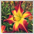 Vivid Red and Yellow Daylily. Royalty Free Stock Photo