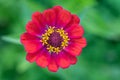 Vivid red Zinnia flower on a blurry green background, top view. Royalty Free Stock Photo