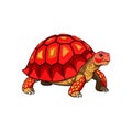 Vivid Representation of Red-Footed Tortoise in Nature Royalty Free Stock Photo