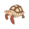 Vivid Representation of Red-Footed Tortoise in Nature Royalty Free Stock Photo