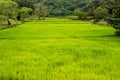 Vivid rice field