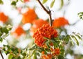 Ashberry. Ashberry tree at autumn Royalty Free Stock Photo