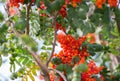 Ashberry. Ashberry tree at autumn Royalty Free Stock Photo