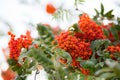 Ashberry. Ashberry tree at autumn Royalty Free Stock Photo