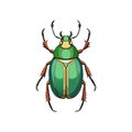 Vivid Rose Chafer Detailed Artwork Royalty Free Stock Photo