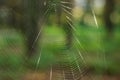 Vivid shiny soft focus empty spider web on unfocused colorful green natural forest background with bokeh effect