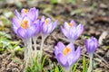 Vivid spring blooming crocuses or saffron sun backlit flowers