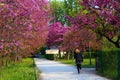 Beautiful spring flowers in Jardin des Plantes in Paris