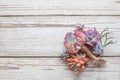 Vivid succulent echeveria flowers on white vintage wooden background with copy space