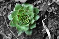 Vivid succulent plant