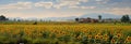 Vivid sunflower field beside a rustic village, a quintessential summer scene