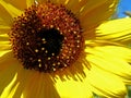 Vivid sunflower with vibrant brown center stamens Royalty Free Stock Photo