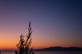 Vivid sunset on sea coast with olive trees, Greece Royalty Free Stock Photo