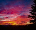 Vivid sunset with silhouetted pine tree