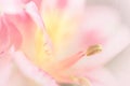 Vivid sweet pastel color petal lily in soft color and blur style Royalty Free Stock Photo