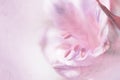 Vivid sweet pastel color petal lily in soft color and blur style Royalty Free Stock Photo