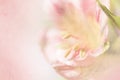 Vivid sweet pastel color petal lily in soft color and blur style Royalty Free Stock Photo