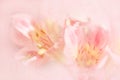 Vivid sweet pastel color petal lily in soft color and blur style Royalty Free Stock Photo