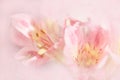 Vivid sweet pastel color petal lily in soft color and blur style Royalty Free Stock Photo