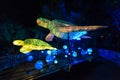 Vivid Sydney at Taronga Zoo. Wild animals light sculptures Royalty Free Stock Photo