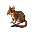 Vivid Tree Shrew Illustration for Projects Royalty Free Stock Photo