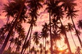 Tropical sunset on the beach with coconut palm trees Royalty Free Stock Photo