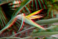 Vivid tropical trendy glitch surreal strelitzia flower and floral background Royalty Free Stock Photo