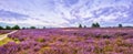 Violet Twilight in the Lueneburg Heath