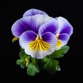 Vivid Ultraviolet Pansies: Symmetrical Asymmetry In Wildlife Photography