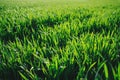 Vivid vibrant green grass wheat field closeup perspective view