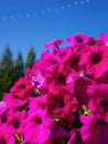 Vivid Vibrant Magenta Color Of Petunias Flowers In Bright Blue Sky Background, Floral Wallpaper, Beautiful Foliage, Nature