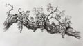 Vivid Vines: Detailed Pencil Drawing of Weathered Vine with Grapes Royalty Free Stock Photo