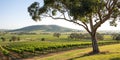 Vivid Vineyard Panorama Royalty Free Stock Photo
