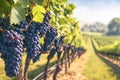 Vivid vineyard scene dark grapes hanging on lush green vines