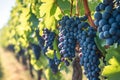 Vivid vineyard scene dark grapes hanging on lush green vines