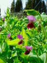 Vivid violet flower of the sweet pea plant growing outside in the internal yard. Young blooms of cultivated beans. Vertical photo Royalty Free Stock Photo