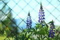 Vivid violet lupinus in the Carpathian mountains