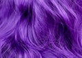 Vivid violet wavy hair, close up, hair salon advertizing, hair d Royalty Free Stock Photo