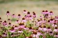 Vivid vivid pink delicate echinacea flowers in soft focus in a garden in a sunny summer day Royalty Free Stock Photo