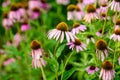 Vivid vivid pink delicate echinacea flowers in soft focus in a garden in a sunny summer day Royalty Free Stock Photo
