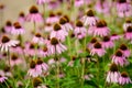 Vivid vivid pink delicate echinacea flowers in soft focus in a garden in a sunny summer day Royalty Free Stock Photo