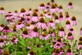 Vivid vivid pink delicate echinacea flowers in soft focus in a garden in a sunny summer day Royalty Free Stock Photo