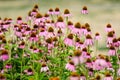 Pink delicate echinacea flowers in soft focus in a garden in a sunny summer day Royalty Free Stock Photo
