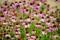 Vivid pink delicate echinacea flowers in soft focus in a garden in a sunny summer day Royalty Free Stock Photo