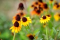 Vivid vivid yellow and orange delicate echinacea flowers in soft focus in a garden in a sunny summer day